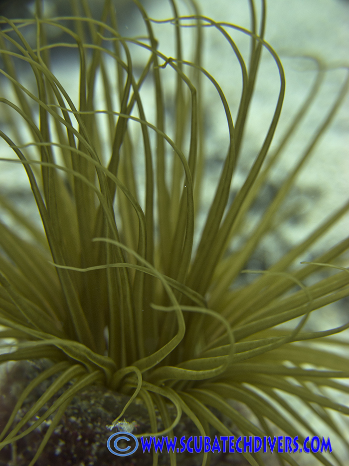 firework anenome that grows at Cyclops Dive Site in Protaras, Cyprus