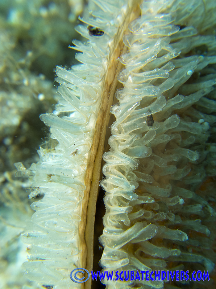 Close up of a clam from the clam garden at Cylops dive site in Cyprus