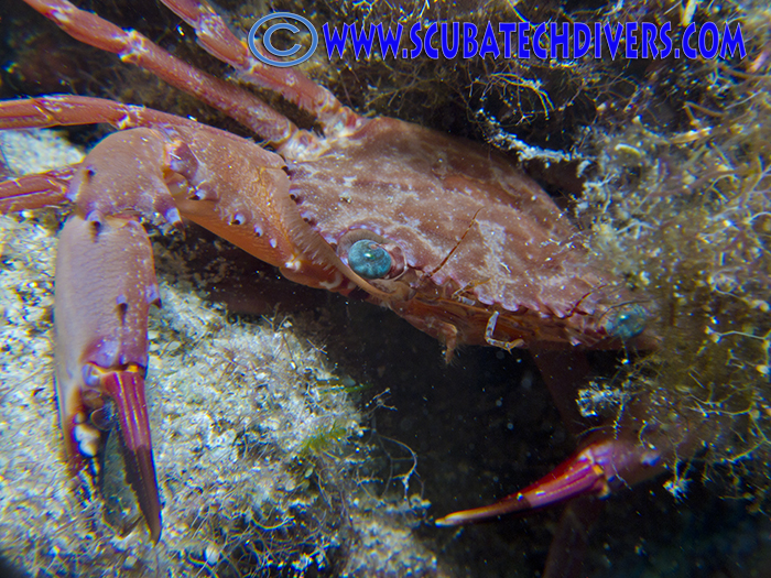Cyprus Crab with blue eyes peeking out from the rocks