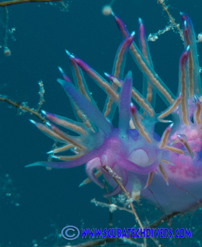 firework anenome that grows at Cyclops Dive Site in Protaras, Cyprus