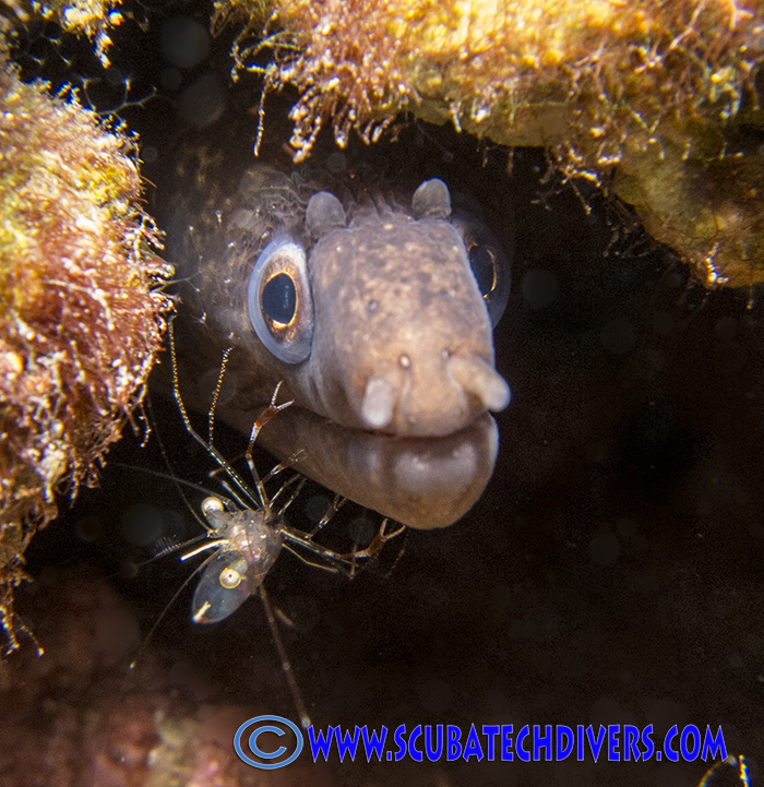 moray eel with a shrimp on his face
