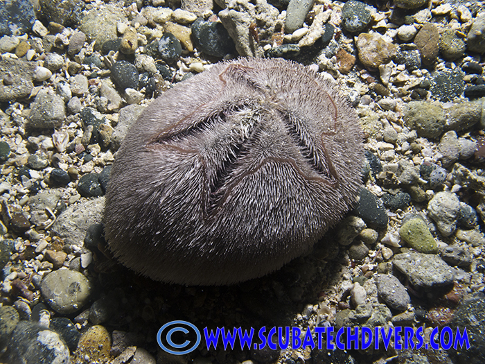 furry sea urchin with dead man chalk outine on his shell