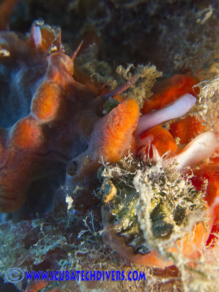 red, yellow and orange sponge growing on the wreck of Zenobia