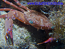 Cyprus Crab in Protaras