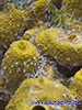 yellow sponge in Cyprus