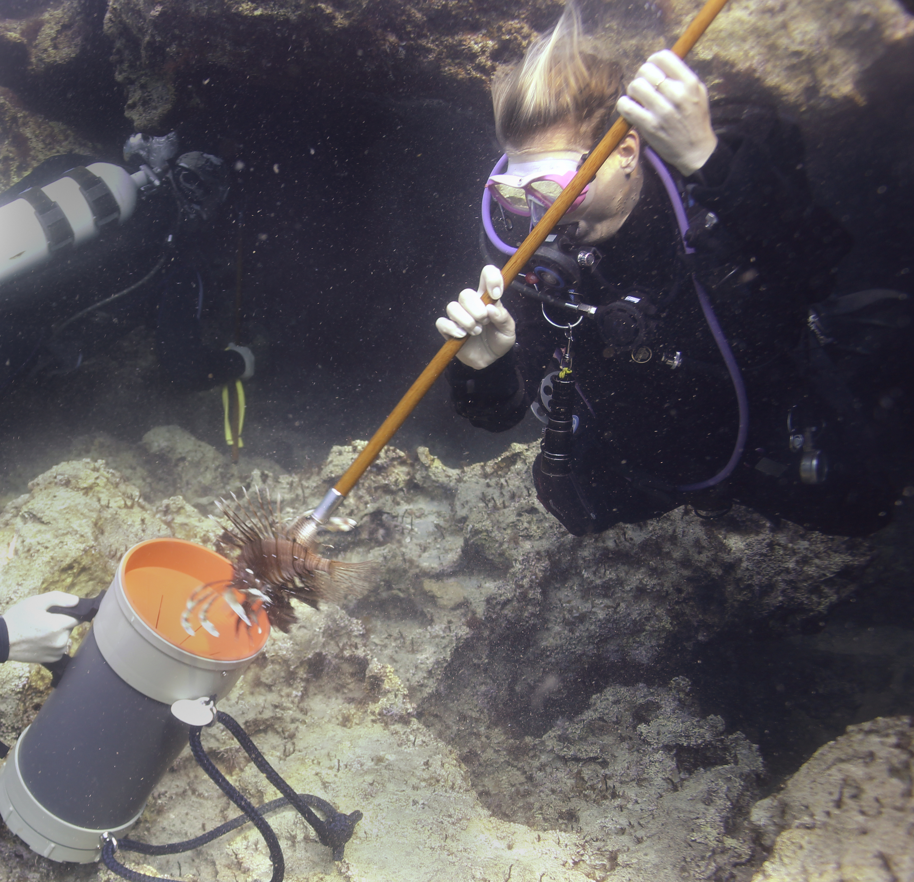Diver removing lionfish in cyprus using the Hawaiian sling