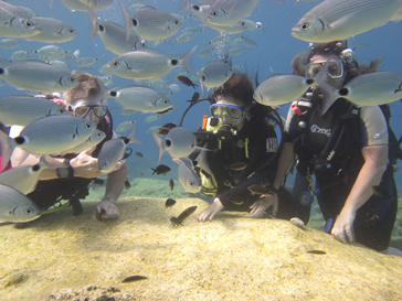 PADI discover scuba diving in Cyprus. learn to scuba dive today