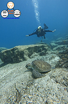 A scuba diver hovers over a Green Turtle on a shingle seabed with beautiful blue water above