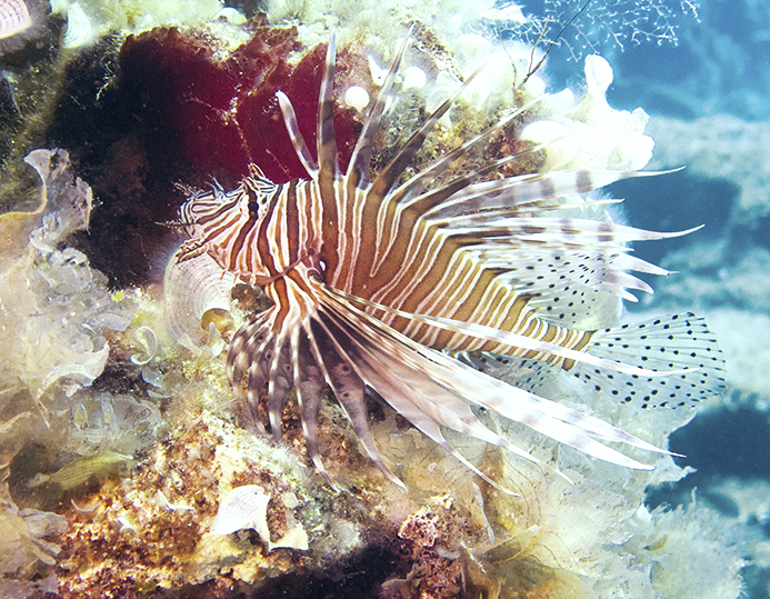 Lionfish sitting on a rock. Beautiful fish but a problem for divers