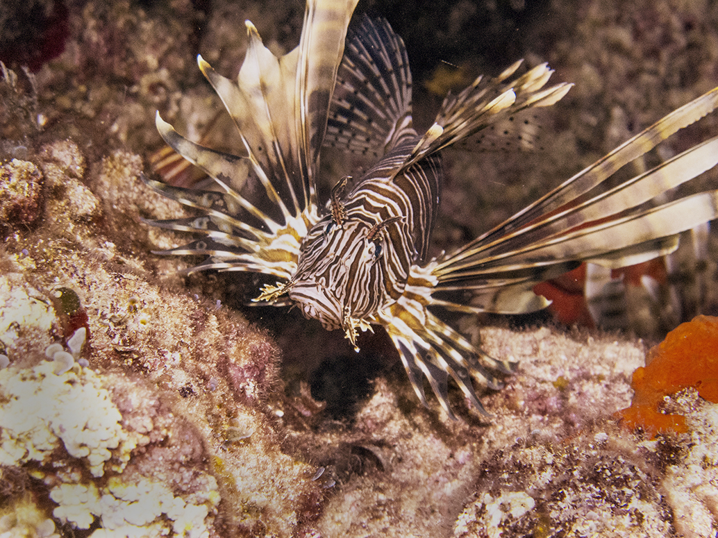 Posing Lionfish spreads his venomous spines for a photograph