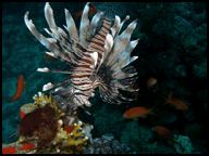 lionfish on night dive padi scuba course