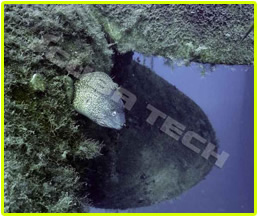 zenobia resident moray eel at the propellor