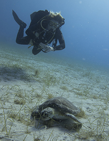 underwater naturalist padi scuba course