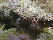 hermit crab close up taken with macro lens in cyprus