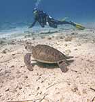 Green turtle in the foreground with scuba diver admiring it from the background. White sand, blue, clear waters. Perfect conditions for scuba diving