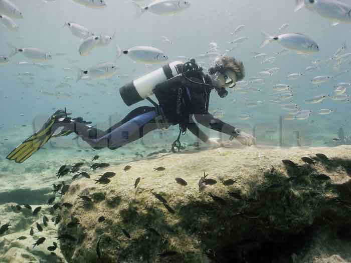 diver at green bay diving with the fish