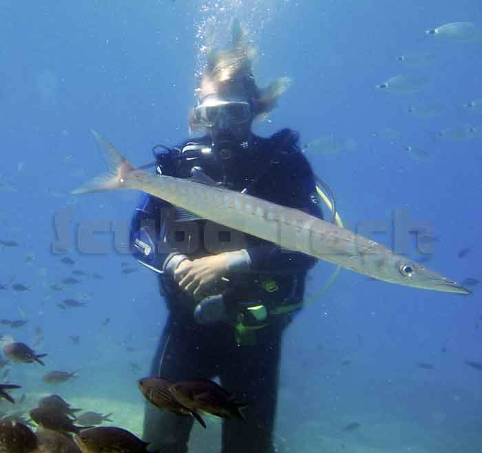 diver with barracuda
