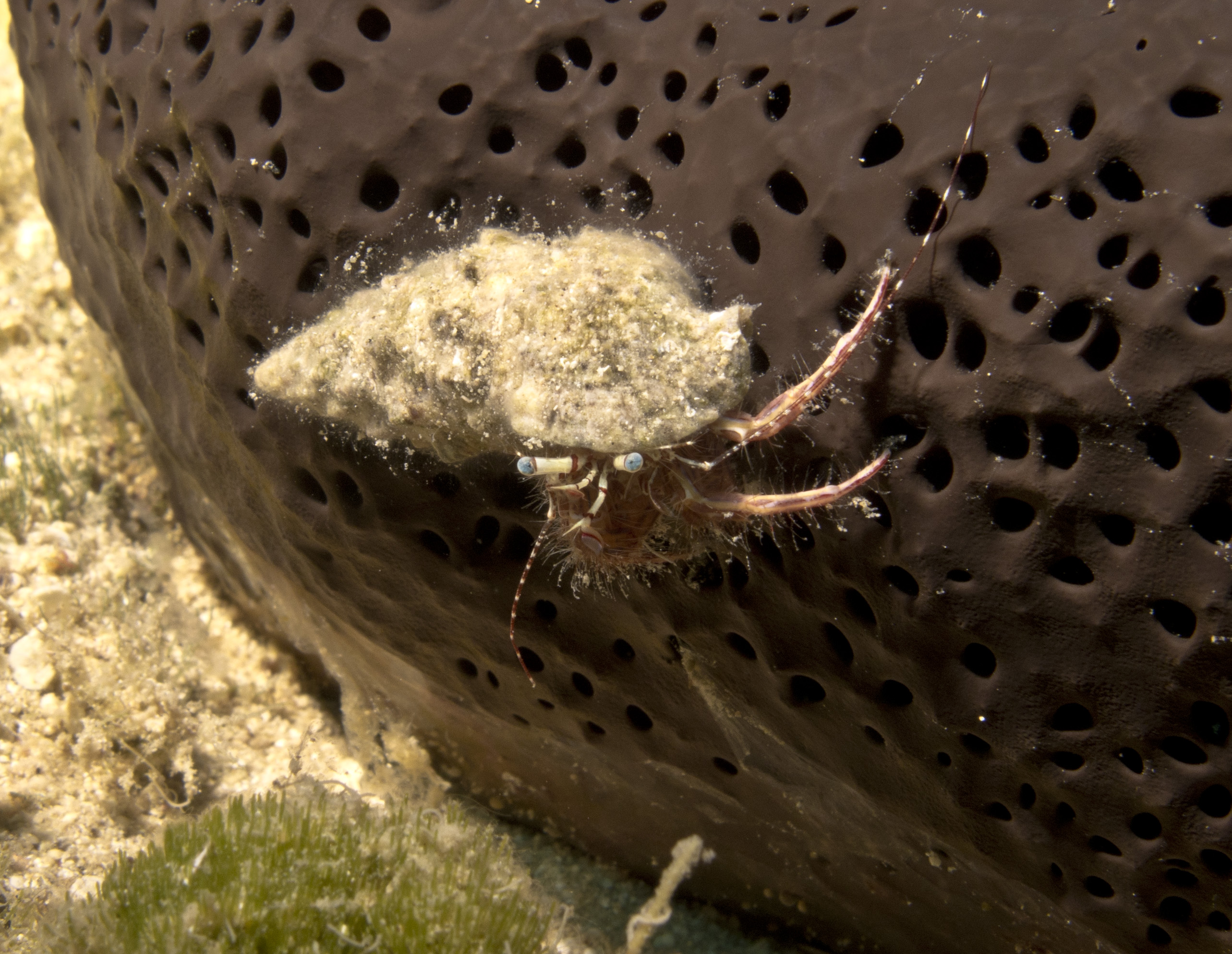 Spongebob Harbour Site