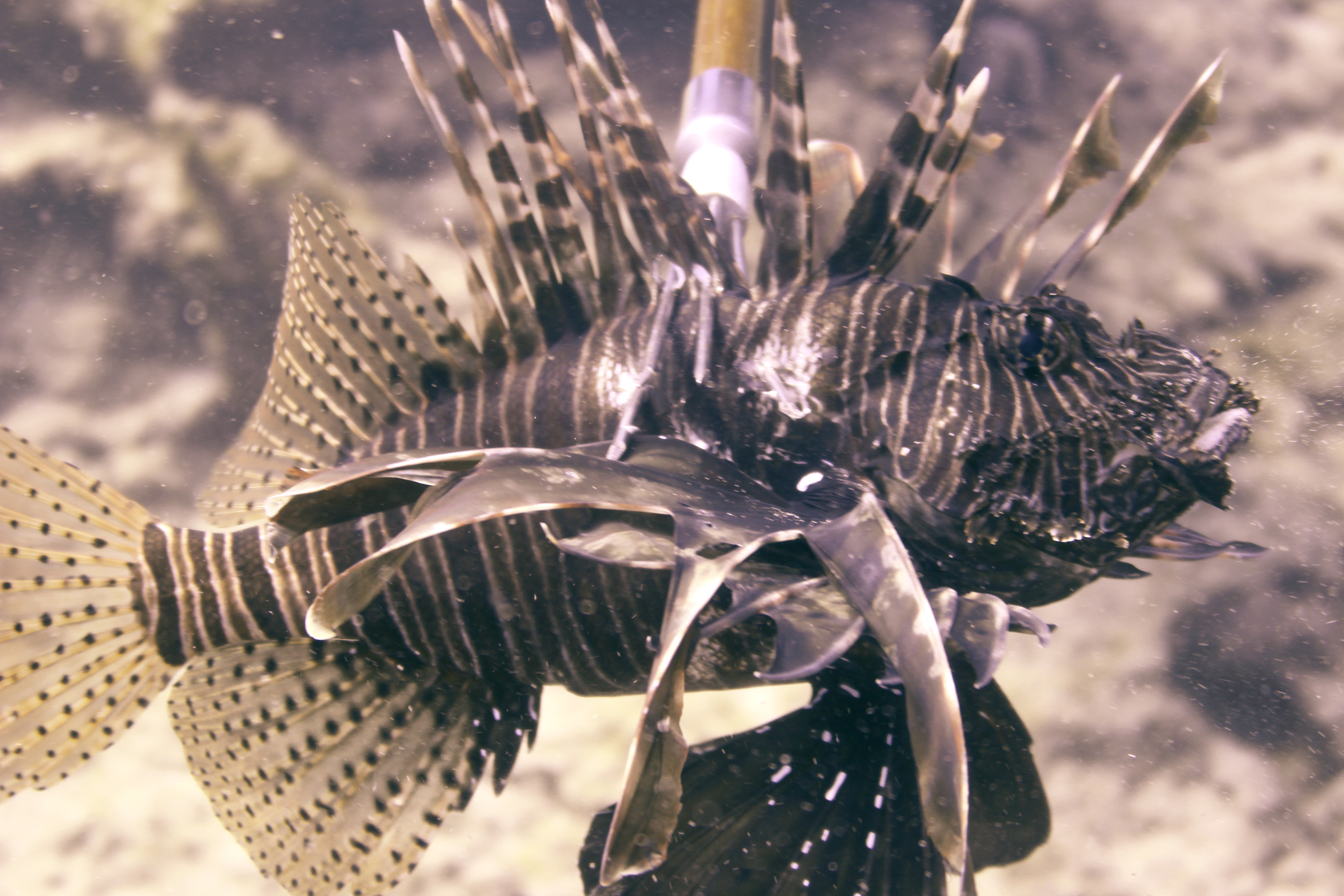 Speared lionfish by diver in cyprus