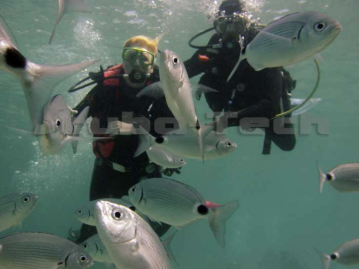 discover scuba diving in cyprus. recreational divers